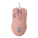 Y19019